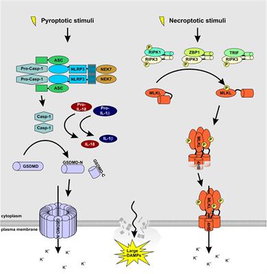 Plasma Membrane Pores Drive Inflammatory Cell Death